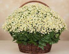 Цветочная композиция из Ромашки в корзине #REPLACE_PRED# Плеханово